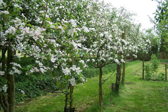 Unsere Obstbäume