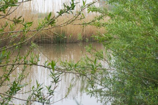 Süderelbe vorm Gartenland